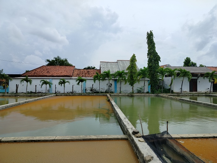 SEPI: Beberapa kolam ikan di balai benih ikan di Desa Teja Timur, Kecamatan Pamekasan, Kamis (25/1). (LAILIYATUN NURIYAH/JPRM )