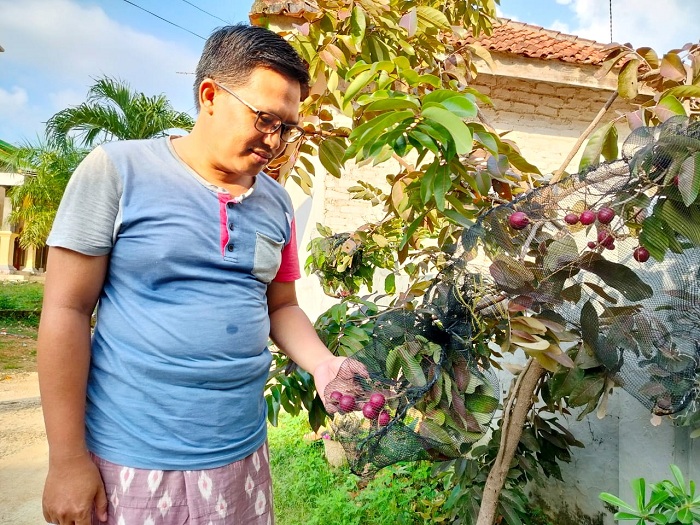 CEK: AH. Kusairi mengecek tanaman kelengkeng merah di pekarangan rumahnya di Desa Plakpak, Kecamatan Pegantenan, Pamekasan, Sabtu, 30 Desember 2023. (LAILIYATUN NURIYAH/JPRM)