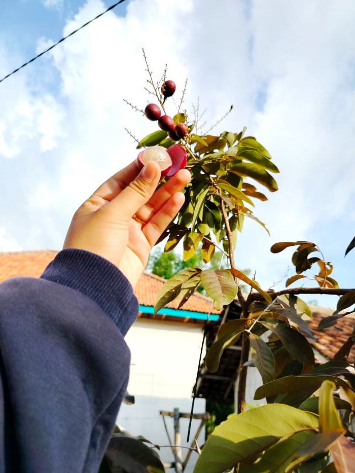 SEGAR: Buah kelengkeng merah milik Kusairi yang sudah matang. (LAILIYATUN NURIYAH/JPRM)