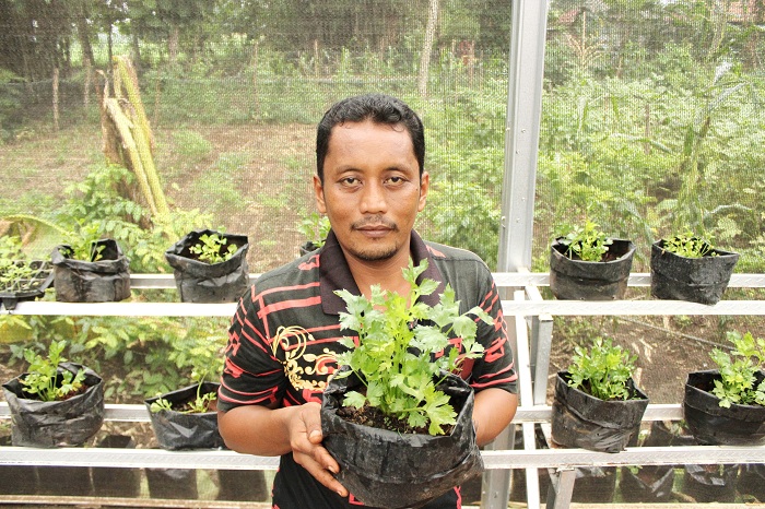 TERMASUK TOGA: Ketua Kelompok Tani (Poktan) Sumur Agung Samhori menunjukkan seledri yang dia budi dayakan, Sabtu (6/1). (VIVIN AGUSTIN HARTONO/JPRM)