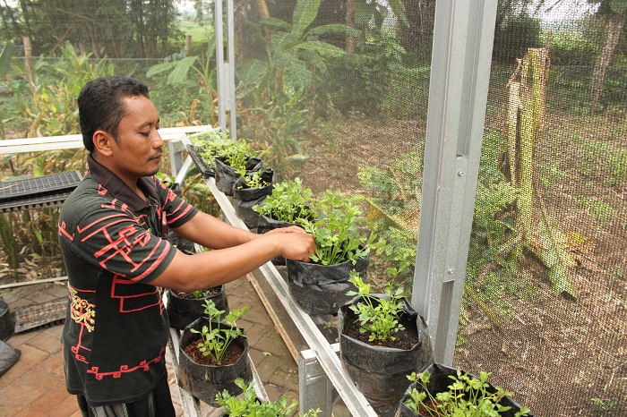 TELATEN: Samhori merawat tanaman seledri miliknya di Desa Sanggra Agung, Kecamatan Socah, Bangkalan, Sabtu (6/1). (VIVIN AGUSTIN HARTONO/JPRM)