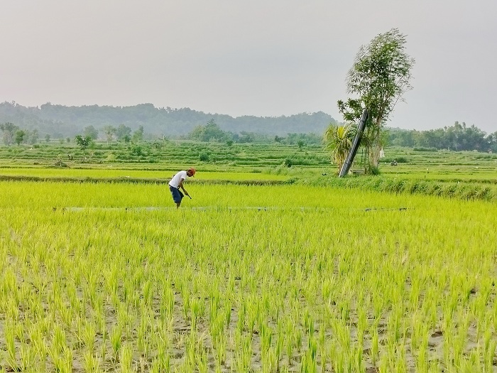 RAWAT: Seorang petani di Desa Plakpak, Kecamatan Pegantenan, Pamekasan, berada di sawahnya, Sabtu (13/1). (LAILIYATUN NURIYAH/JPRM)