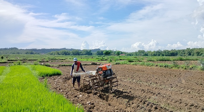 TANAM: Petani membajak sawah di lahan pertanian Desa Plakpak, Kecamatan Pegantenan, Kamis (4/1). (LAILIYATUN NURIYAH/JPRM)