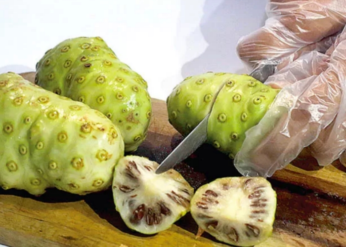 Buah mengkudu yang punya aroma bau dan rasa pahit.
