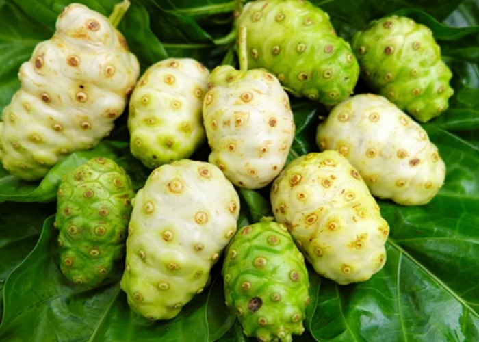 Buah mengkudu yang pahit dan bau