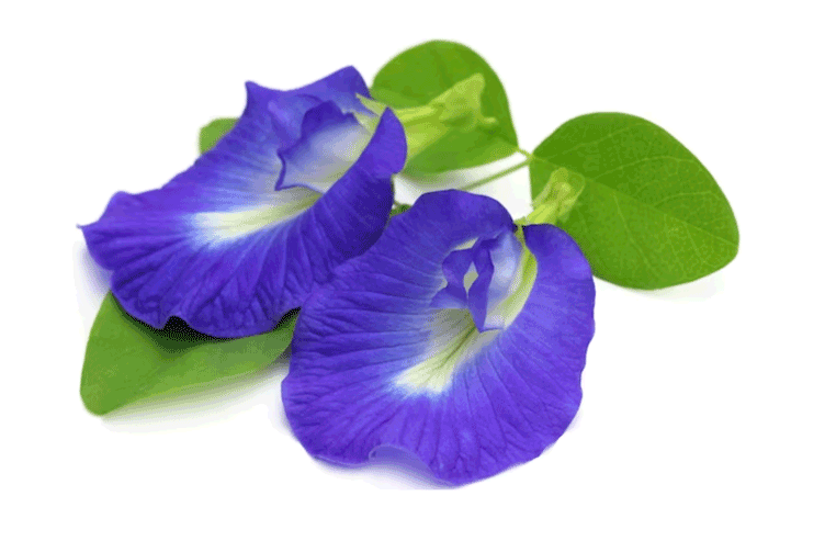 manfaat bunga telang untuk kesehatan