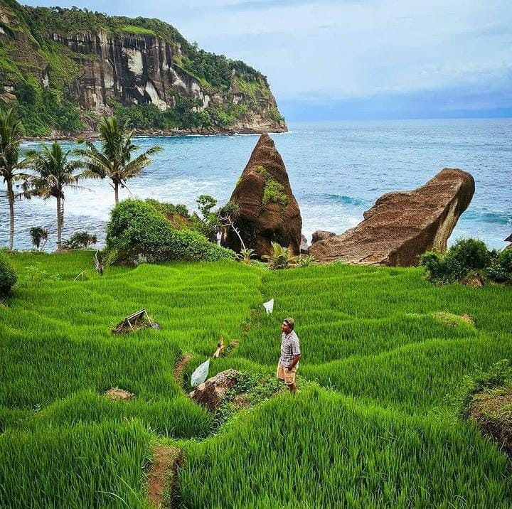 Pantai Pangasan, Surga Tersembunyi di Pacitan dengan Sawah dan Laut Biru (instagram @piknikyukindonesia untuk RadarMadura.id)
