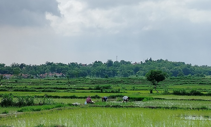 TANAM: Petani menanam padi di sawah, Desa Plakpak, Kecamatan Pegantenan, Rabu (10/1). (LAILIYATUN NURIYAH/JPRM)