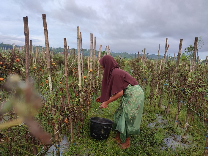 HASIL: Sulami memanen tomat di lahan pertanian warga Desa Plakpak, Kecamatan Pegantenan, Pamekasan, Sabtu (3/2). (LAILIYATUN NURIYAH/JPRM)