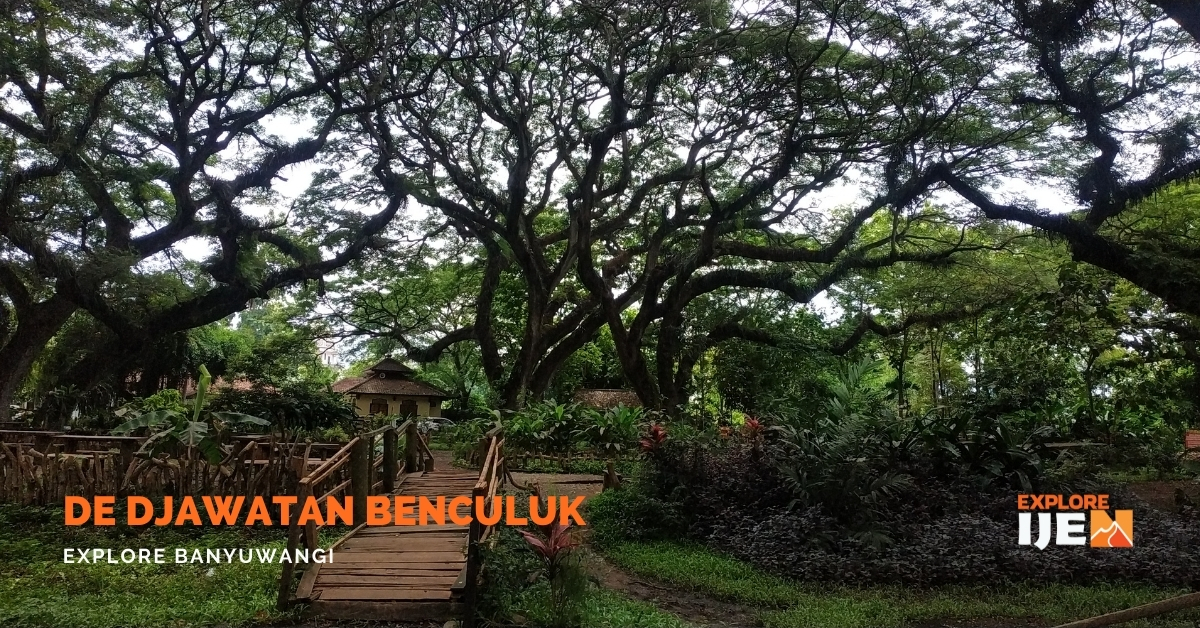 pemandangan menakjbkan kawasan De Djawatan Banyuwangi