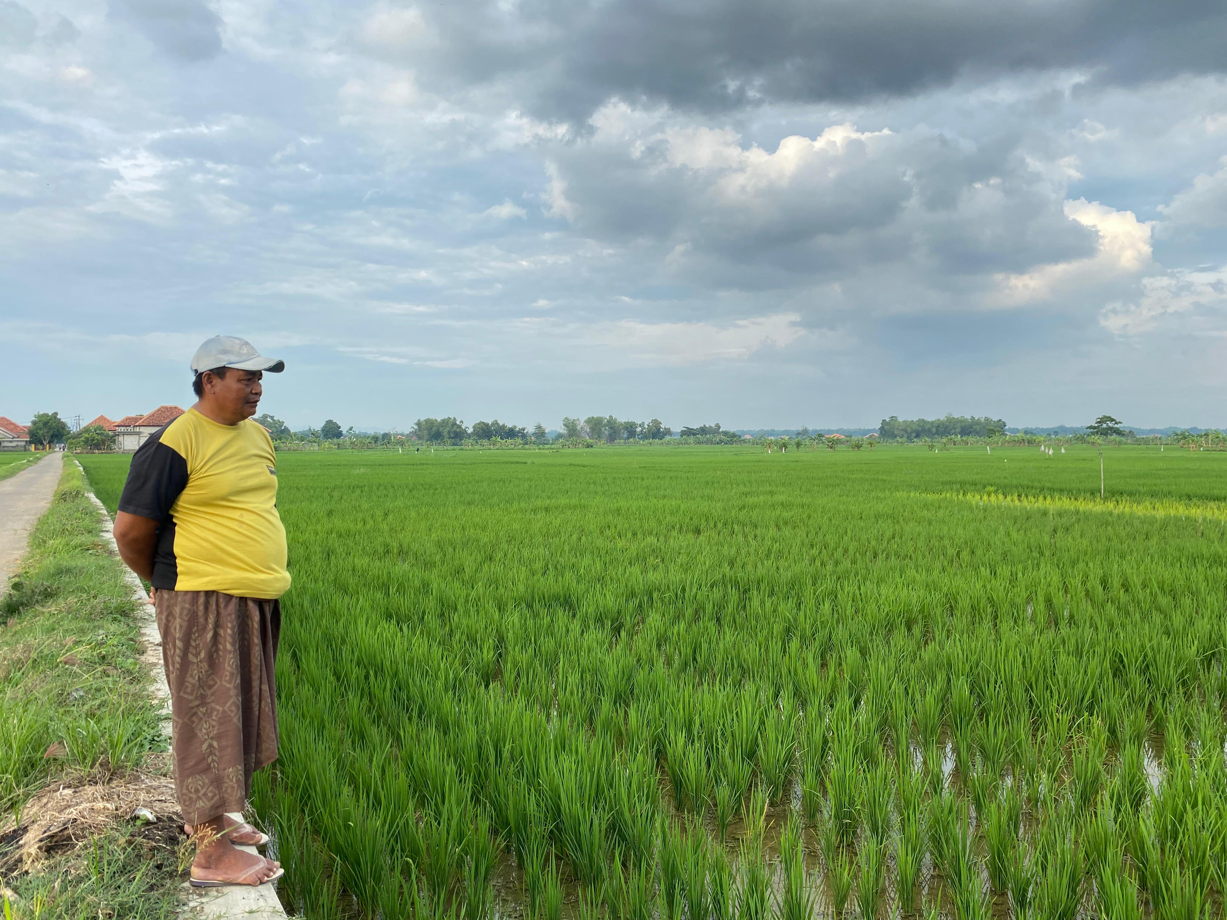 MUSIM TANAM: Petani mengecek sawah di Desa Sopa&rsquo;ah, Kecamatan Pademawu, Senin (5/2). (MOH. JUNAIDI/JPRM)