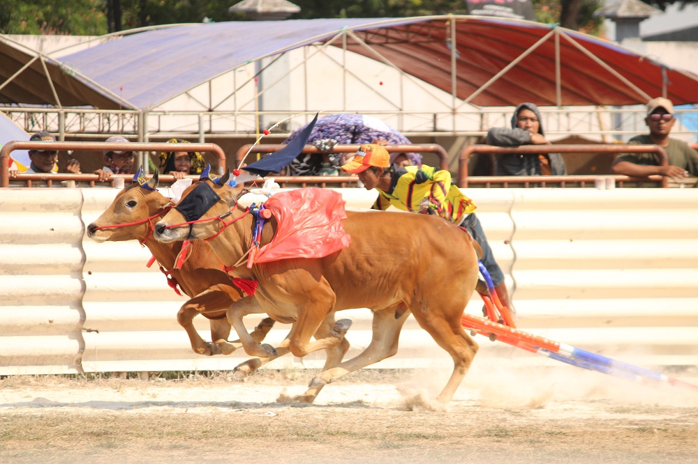 Sapi Events Pemkab Bangkalan Anggarkan Hadiah Ratusan Juta untuk Event Karapan Sapi ...