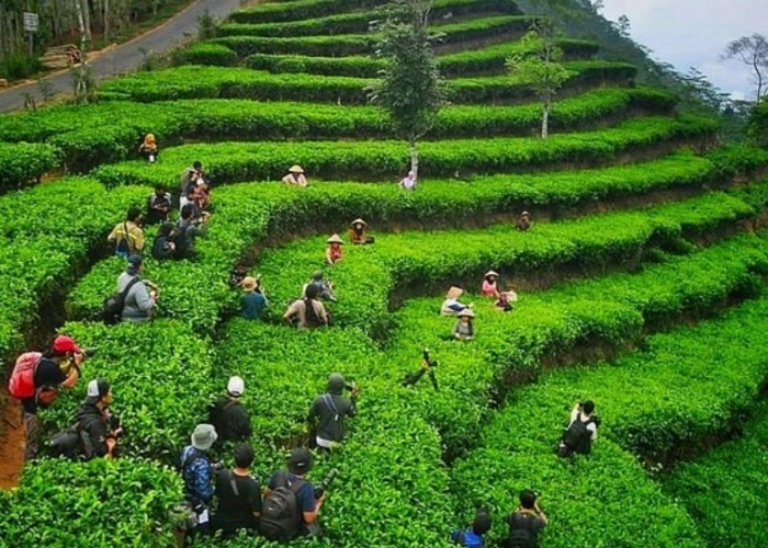 pengunjung berbaur dengan warga yang sedang memetik daun teh