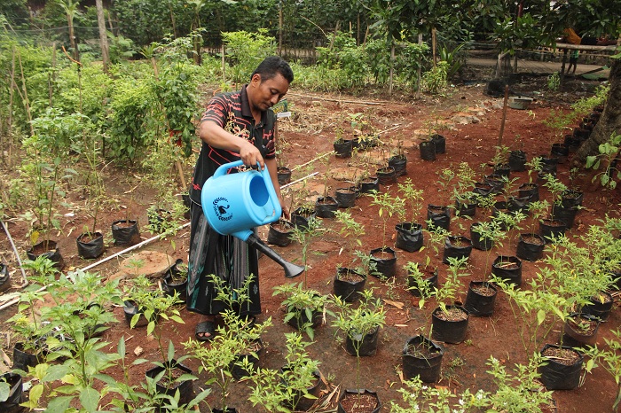 SUBUR: Samhori menyiram bibit cabai di Desa Sanggra Agung, Kecamatan Socah, Bangkalan, Sabtu (6/1). (VIVIN AGUSTIN HARTONO/JPRM)