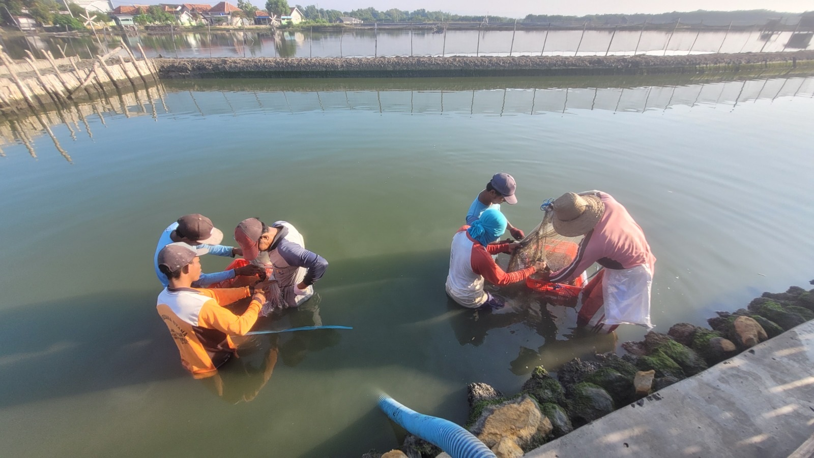 PENGADAAN DISKAN: Para pembudi daya ikan kerapu memilah benih di tambak Desa Lembung, Kecamatan Galis, Pamekasan, Rabu (21/2). (LAILIYATUN NURIYAH/JPRM)