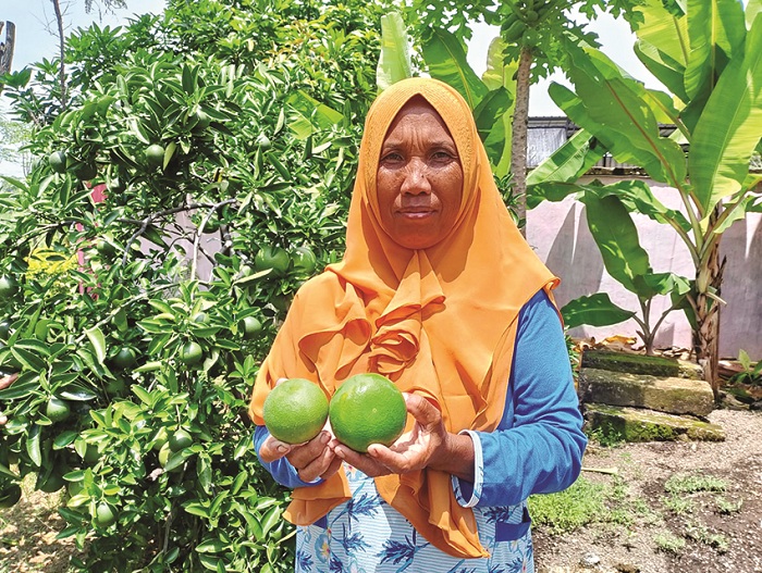 PANEN: Sikyati menunjukkan jeruk sunkist yang belum terlalu matang usai dipetik dari pohon di pekarangan rumahnya, Sabtu (24/2). (UBAIDILLAHIR RA&rsquo;IE/JPRM)