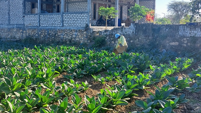SUBUR: Petani menyiram tembakau di sawah di Desa Tanggumong, Kecamatan Sampang, Minggu (6/8/2023). (DOK/JPRM)