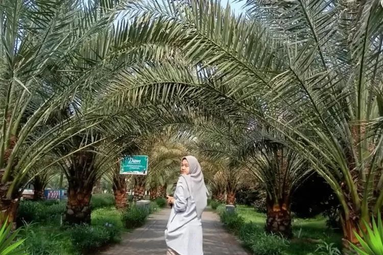 Seorang Pengunjung Wanita Sedang Menikmati Pemandangan Wisata Kebun Kurma Pasuruan