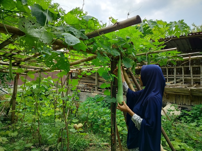 RAWAT: Nurul Komariah melihat perkembangan kebun sayuran blustru di Desa Lancar, Kecamatan Larangan, Pamekasan, Sabtu (10/2). (LAILIYATUN NURIYAH/JPRM)