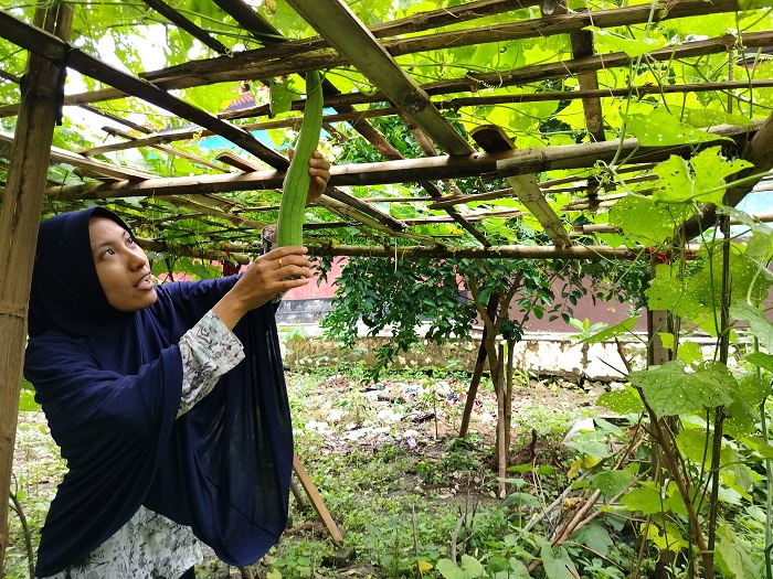 MENGECEK: Nurul Komariah memastikan sayuran blustrunya yang masih muda dan siap dibuat sayuran. (LAILIYATUN NURIYAH/JPRM)
