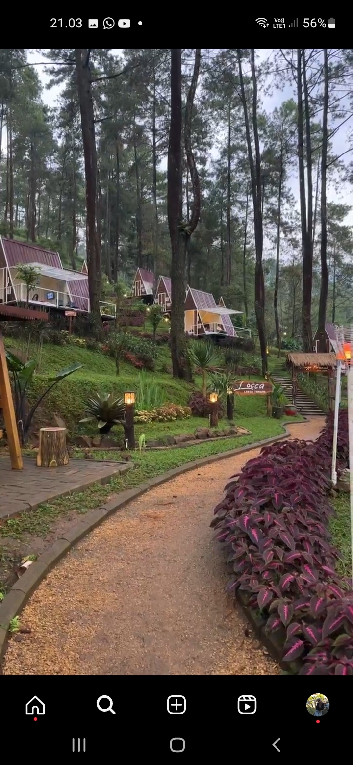 Locca Lodge Trawas, Tempat Glamping yang Bikin Betah dengan Pemandangan Hutan Pinus