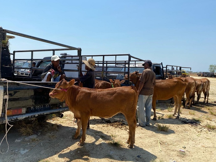 SEHAT: Pedagang mengikat sapi di bodi pikap untuk dijual di Pasar Hewan Aengsareh, Kecamatan Sampang. (ANIS BILLAH/JPRM)