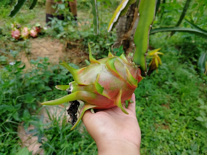 MANIS: Buah naga putih baik untuk dikonsumsi asal tidak berlebihan. (LAILIYATUN NURIYAH/JPRM)