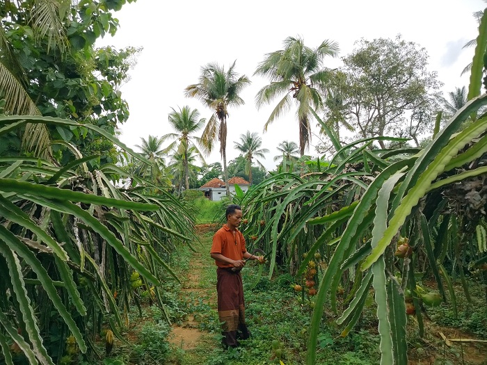 BERKEBUN: Ahmad mengontrol kebun buah naganya di Dusun Bujudan, Desa Pamoroh, Kecamatan Kadur, Pamekasan, Senin (12/2). (LAILIYATUN NURIYAH/JPRM)