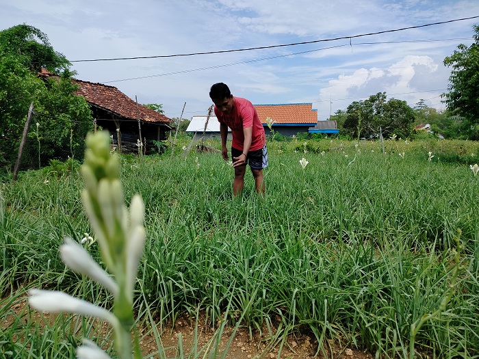 TUAI: Moh. Taufik memetik bunga sedap malam di lahan yang terletak di Kelurahan Kowel, Pamekasan, Sabtu (24/2). (LAILIYATUN NURIYAH/JPRM)