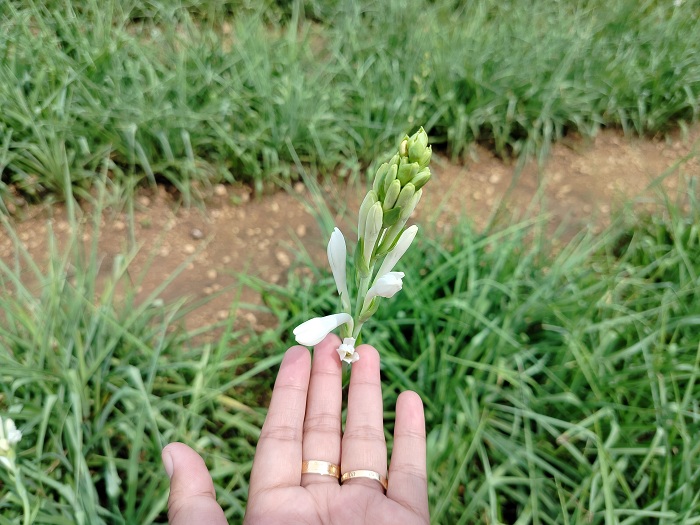 CANTIK: Bunga sedap malam milik Moh. Taufik. (LAILIYATUN NURIYAH/JPRM)