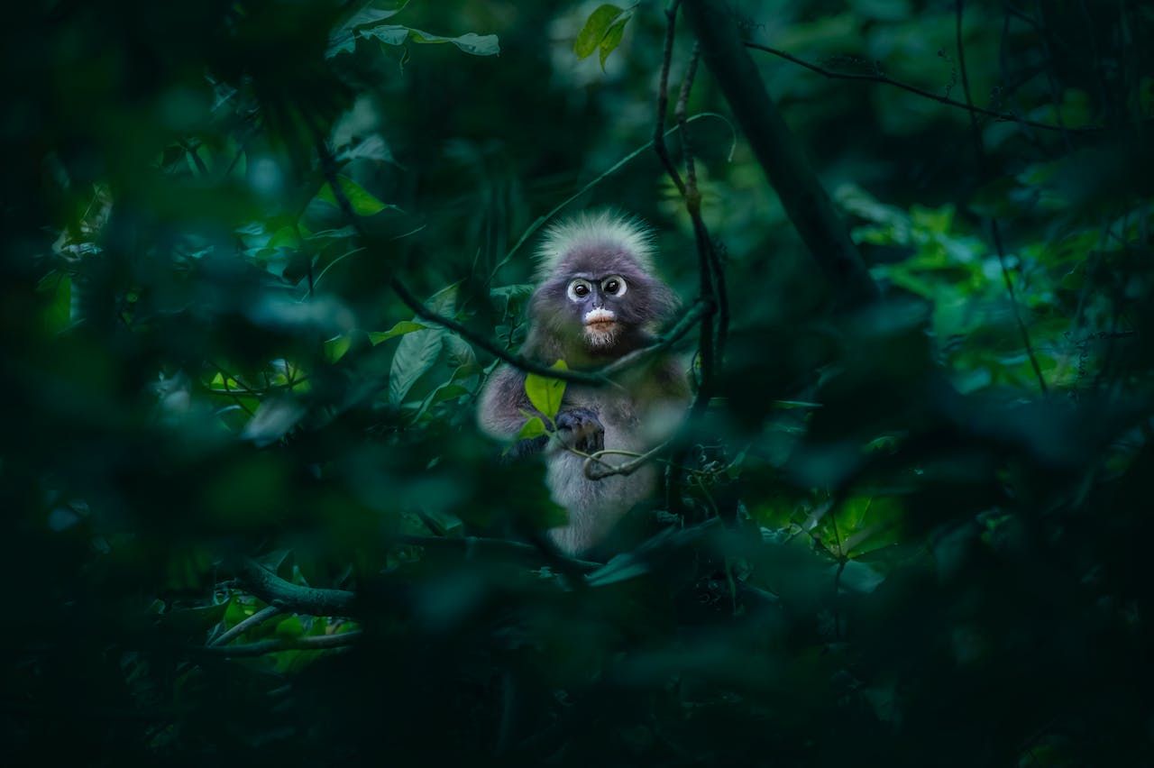 Ilustrasi Pemandangan Monkey Forest Bali