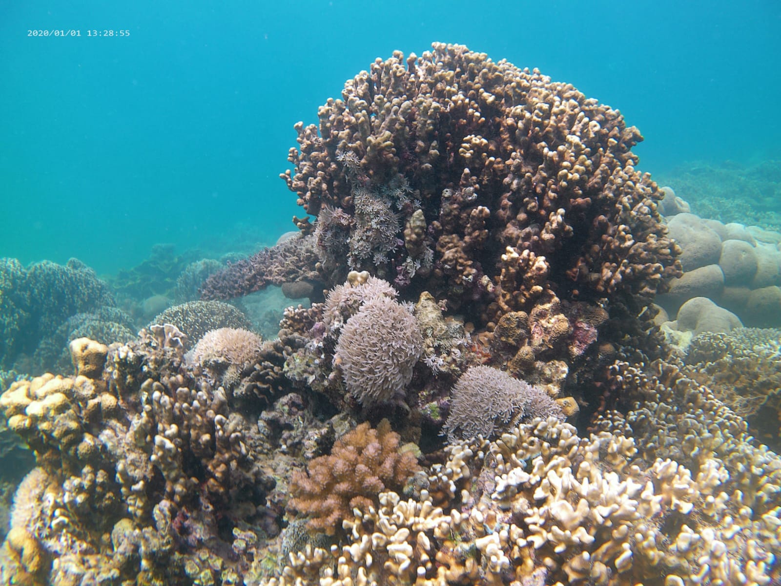 Pesona Bawah Laut Desa Wisata Jantung Nusantara Masakambing