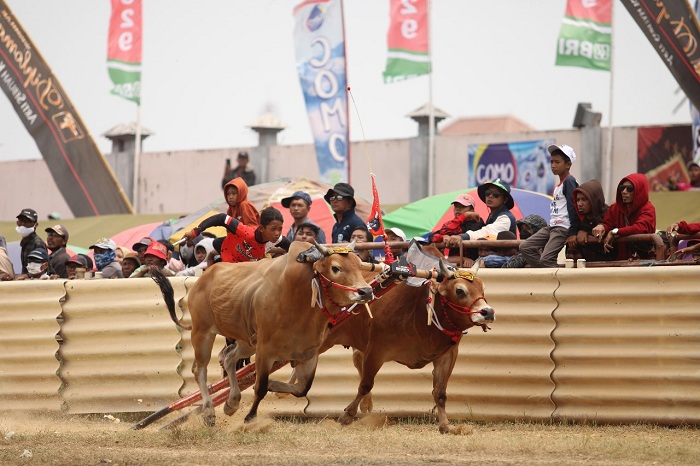 PELESTARI BUDAYA: Joki menunggangi sapi kerap dalam kejuaraan Piala Presiden 2023 di Stadion Karapan Sapi (Skep) RP Moch. Noer, Rabu (6/9/2023). (VIVIN AGUSTIN HARTONO/JPRM)