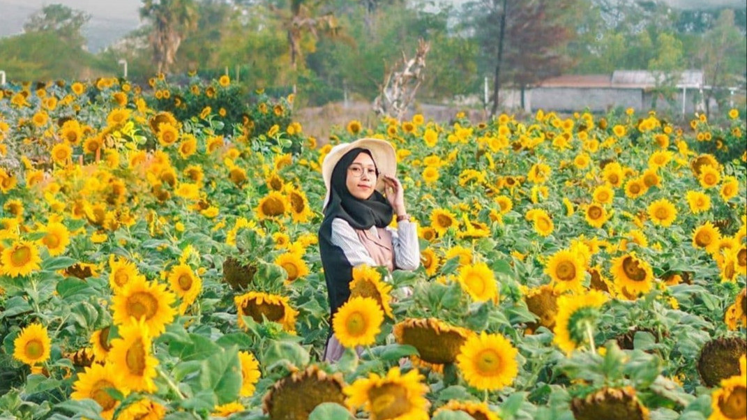 Pengunjung Sedang Berpose di Kebun Bunga Matahari Pantai Samas, Salah Satu Wisata Alam Terbaik Jogja