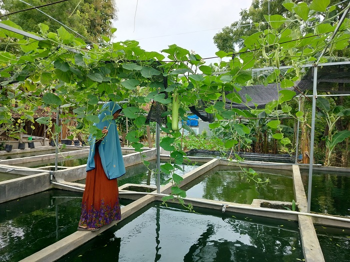 TANAM: Siti Fatimah berada di sekitar tanaman labu air yang ada di atas kolam lele miliknya di Desa Larangan Badung, Kecamatan Palengaan, Pamekasan, Sabtu (9/3). (LAILIYATUN NURIYAH/JPRM)
