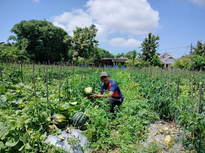 TUMBUH SUBUR: Syaiful memperlihatkan buah blewah di Desa Pademawu Timur, Kecamatan Pademawu, Pamekasan, Sabtu (23/3). (LAILIYATUN NURIYAH/JPRM)