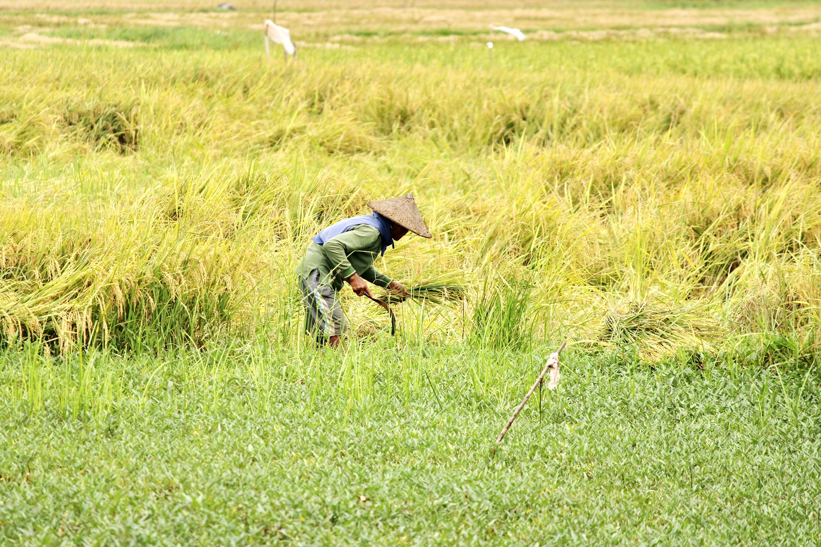 PRODUKTIF: Petani berada di sawah Desa Bilaporah, Kecamatan Socah, Senin (1/4). Dispertapahorbun Bangkalan sampai saat ini belum tender pengadaan alsintan. (VIVIN AGUSTIN HARTONO/JPRM)