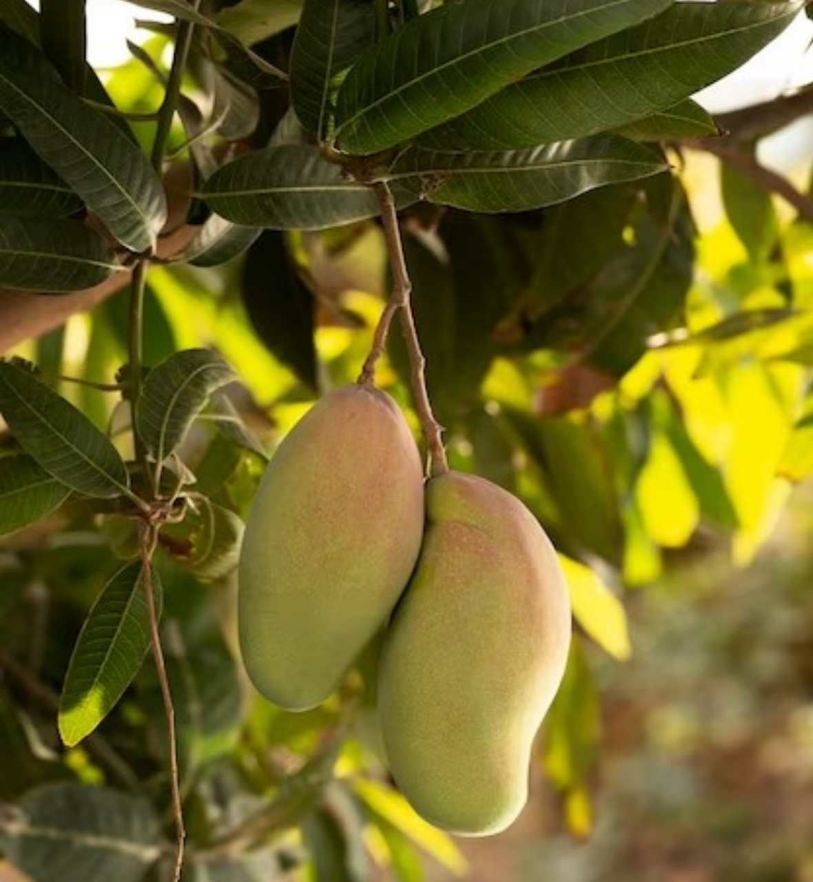 Buah mangga punya beragam manfaat, salah satunya untuk mata
