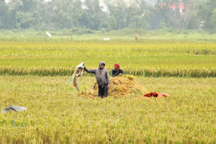 TERIK: Petani memanen padi di sawah, Desa Bilaporah, Kecamatan Socah, Jumat (5/4). (VIVIN AGUSTIN HARTONO/JPRM)
