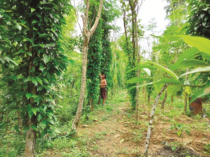 HASIL: Moh. Agus memetik cabai jawa di kebunnya yang terletak di warga Desa Blumbungan, Kecamatan Larangan, Pamekasan, Sabtu (16/3). (LAILIYATUN NURIYAH/JPRM)