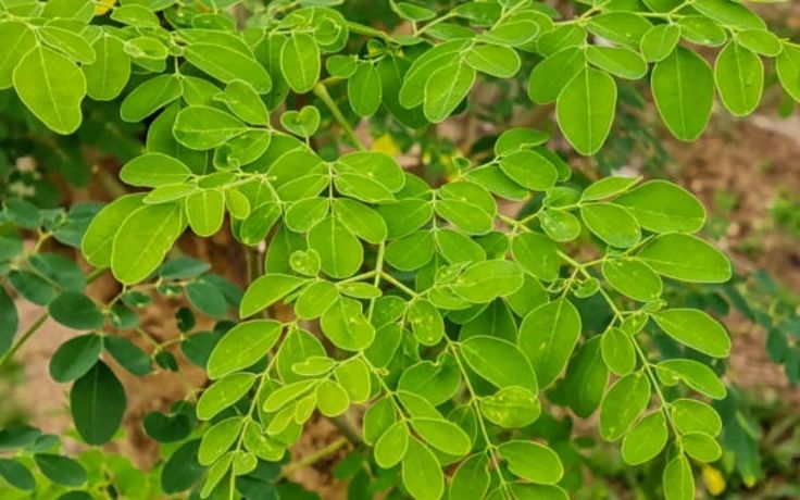 Daun Kalor dengan berbagai manfaatnya