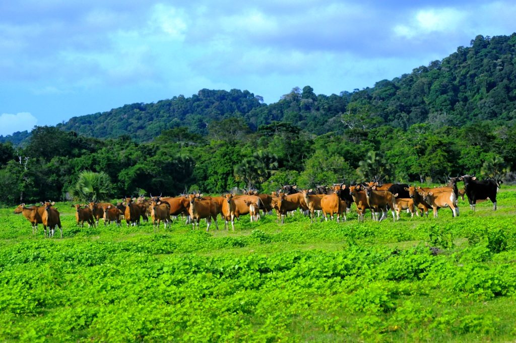 Potret Savana Sadengan di Taman Nasional Alas Purwo Banyuwangi