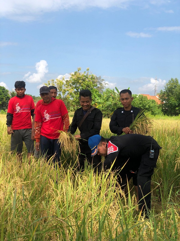 LUAR BIASA: Warga binaan (baju merah) didampingi petugas Rutan Kelas II-B Sumenep saat panen padi di lahan Desa Pabian, Kecamatan Kota, Kamis (2/5). (RUTAN KELAS II-B SUMENEP UNTUK JPRM)