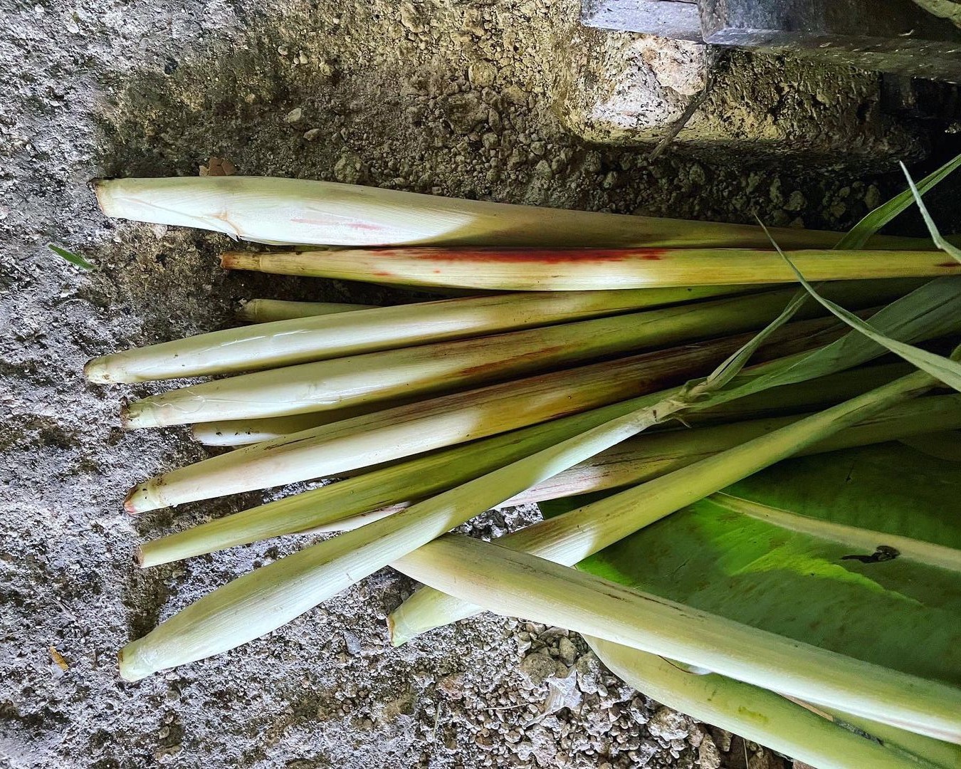 Terubuk, salah satu jenis sayur lokal Indonesia yang hampir tidak ada di pasaran, kecuali online