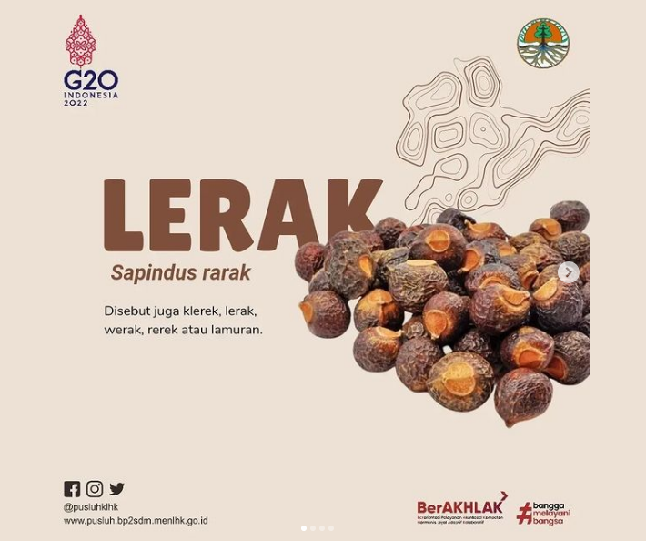 Lerak, slaah satu jenis tumbuhan sebagai bahan pembersih alami pakaian pengganti detergen