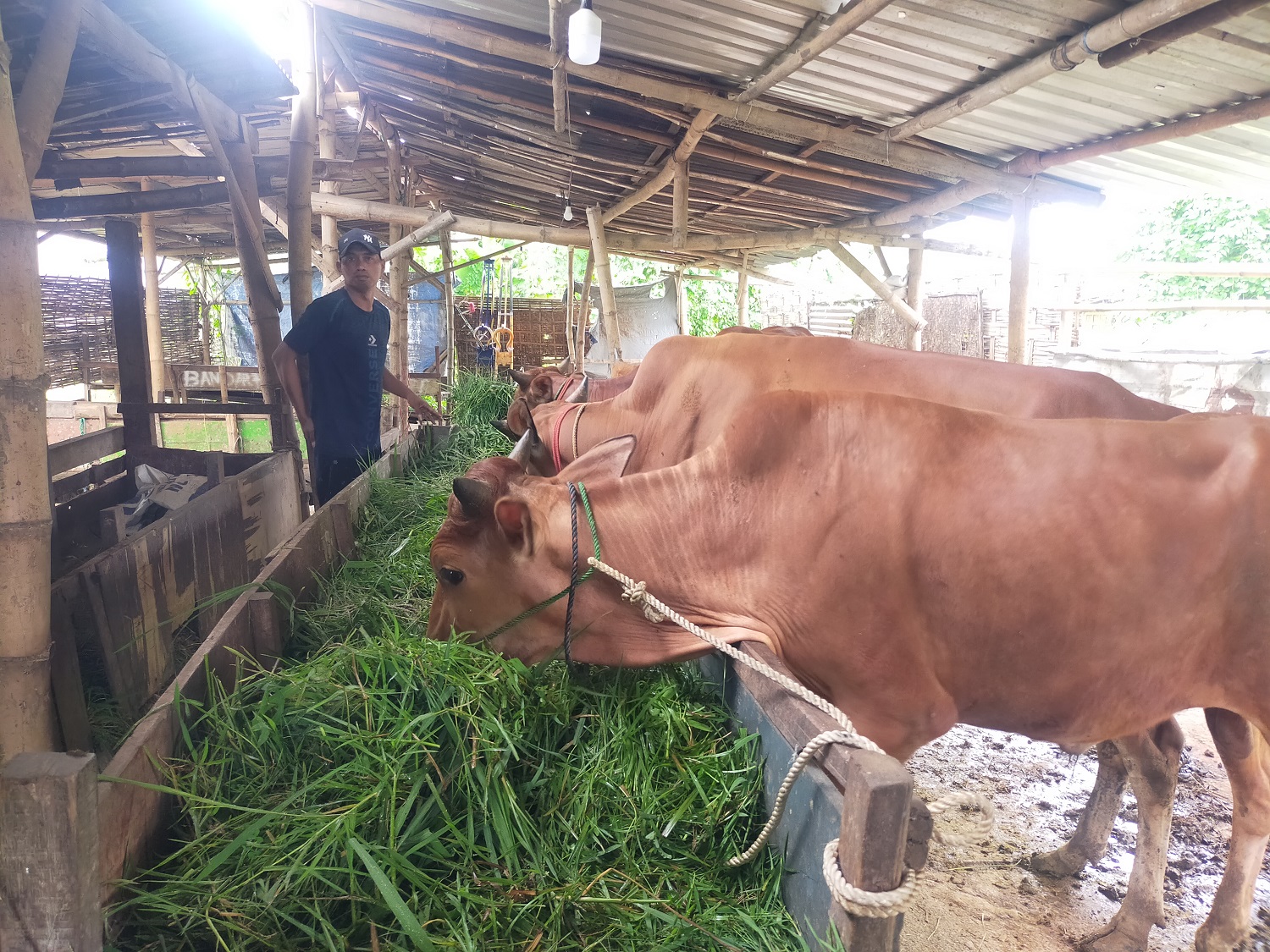 TENAGA KESWAN ASN MINIM: Peternak sapi di Jalan Pemuda Kaffa, Bangkalan, memberi pakan ternaknya Selasa (7/5).