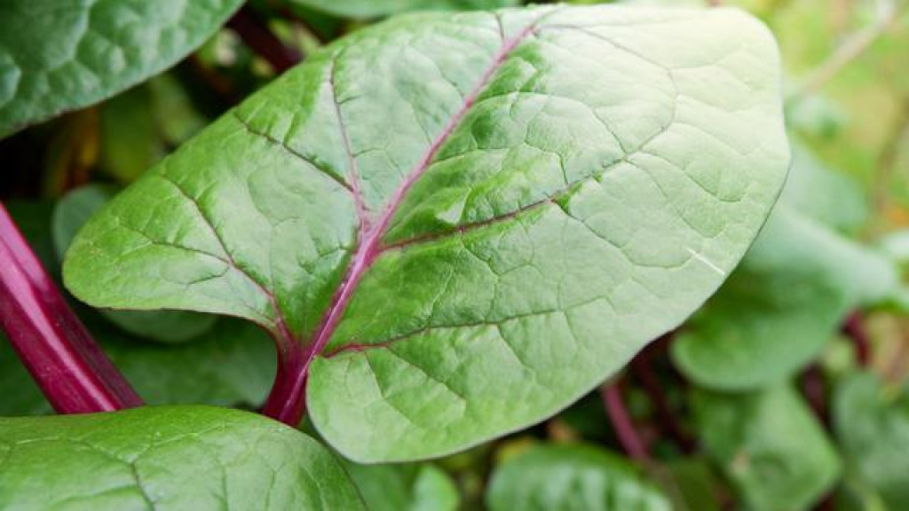 Daun Binahong Punya Banyak Manfaat dan Khasiat