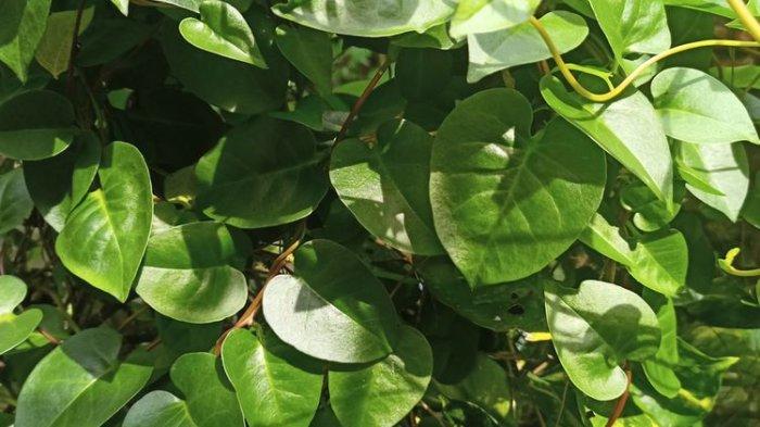 Daun Binahong, Herbal yang Punya Banyak Manfaat Kesehatan