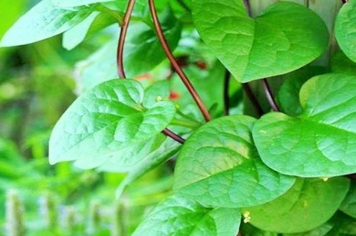 Daun Binahong punya banyak manfaat untuk kesehatan tubuh