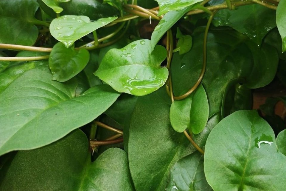 Daun Binahong Punya Manfaat untuk Kesehatan dan Kecantikan yang Luar Biasa